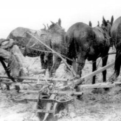 ca 1930. A. L. Curtis (my dad) plowing with mules about eight miles east of Meadow, Texas. He finally got a tractor about fourteen years later: a two-row Allis-Chalmers. It’s the tractor on the cover of my CD, entitled Sonny Curtis, on Rabbit Ranch Records. Sonny's dad A.L. Curtis